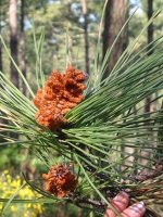 Cliquer pour agrandir