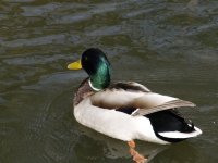 Cliquer pour agrandir