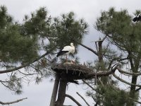 Cliquer pour agrandir